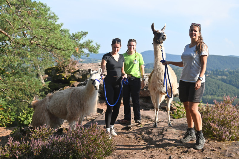 Lama-Wanderung